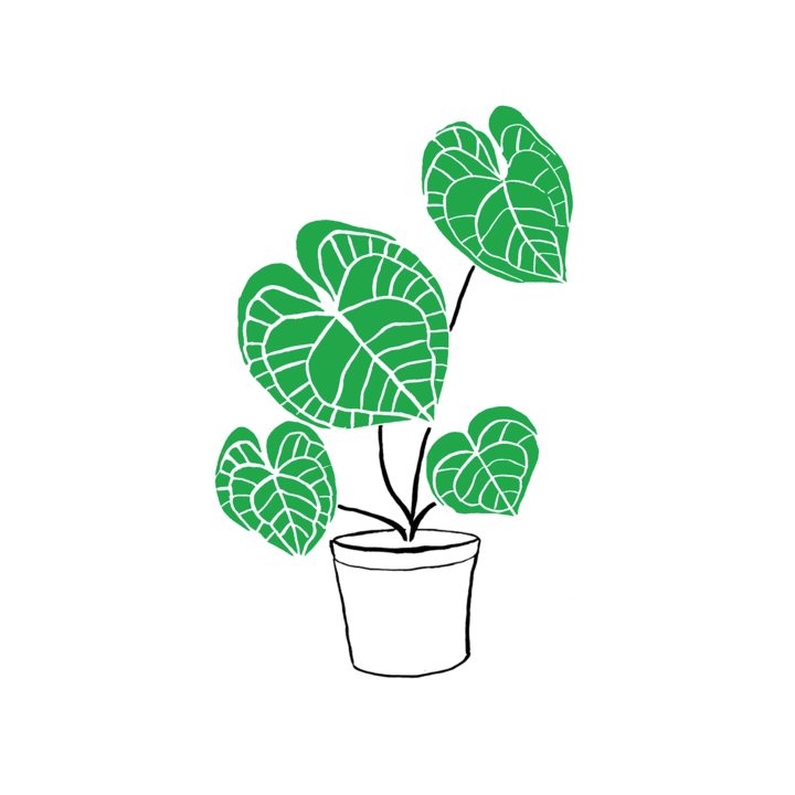 Tattly Pairs Calathea Plant Tattoo – Growing Tree Toys