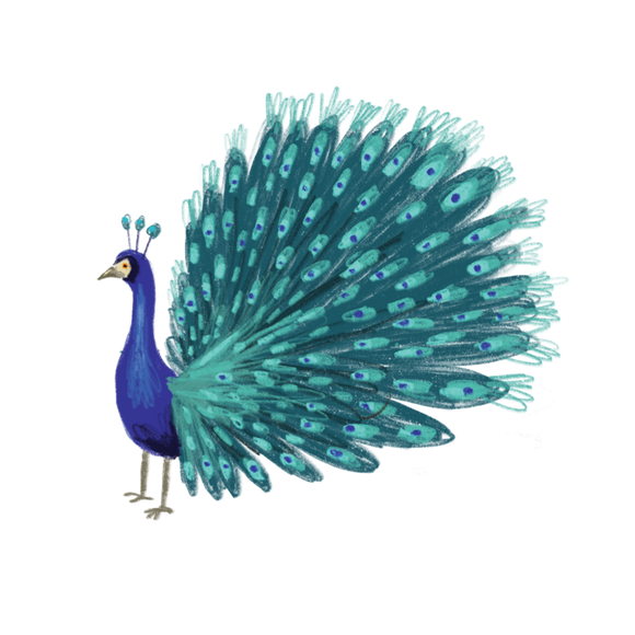 Tattly Pairs Blue Peacock Tattoo