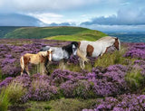 Ravensburger Puzzle 2000 Piece Wild Horses in the Heather