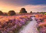 Ravensburger Puzzle 1000 piece Pink Pathway