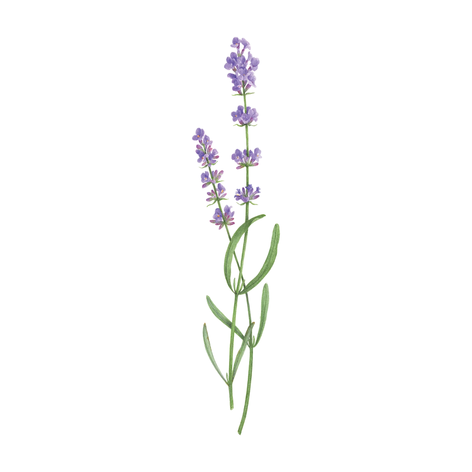 lavender plant tattoo Tattly Pairs Lavender Tattoo – Growing Tree Toys