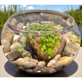 Silver Circle Products Inc.: Mini WaterPlants™️