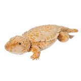 Douglas Soft Boogie Bearded Dragon