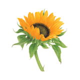 Tattly Pairs Sunflower Tattoo