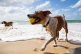 Waboba® Fetch Ball for Dogs