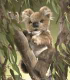 Folkmanis® Hand Puppet: Koala