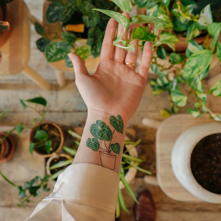 indoor plant tattoos Tattly Pairs Calathea Plant Tattoo