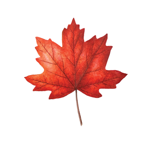 Tattly Pairs Maple Leaf Tattoo